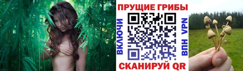 даркнет сайт  Петровск  Псилоцибиновые грибы мухоморы 